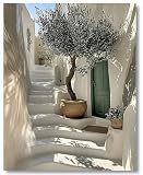 Hjjdiyes Pintura por Números para Adultos, Olivo Mediterráneo, Kit DIY con Lienzo Preimpreso sin Marco, 24 Colores Acrílicos y 4 Pinceles, Paisaje para Principiantes, Imagen 40 x 50 cm (Blanco)